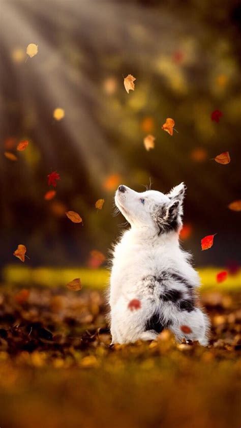 cute fall animals